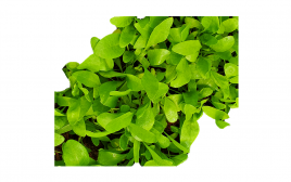 Simply Fresh Hydroponics Spinach-LG   Box  250 grams
